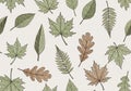 A seamless pattern featuring various hand-drawn leaves, including Royalty Free Stock Photo