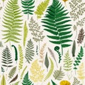 Seamless pattern. Ferns. Royalty Free Stock Photo