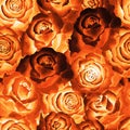 Seamless pattern of fire color roses, background. Hand drawn watercolor