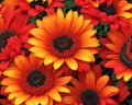 Seamless pattern with fire red gerbera flowers illustration in realistic style Royalty Free Stock Photo