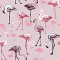 Seamless pattern with flamingo birds Royalty Free Stock Photo