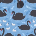 Seamless pattern with flock of black swans and cygnets floating in water, pond or lake. Backdrop with beautiful wild