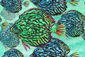 Seamless pattern with a flock of tropical fish. Royalty Free Stock Photo