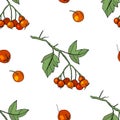 Seamless pattern with floral elements on white. Endless texture with hawthorn berries Royalty Free Stock Photo
