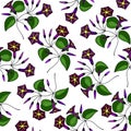 Seamless pattern. flower, buds of bindweed. eps10 vector illustration. hand drawing Royalty Free Stock Photo