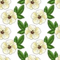 seamless pattern with flower of cotton