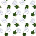 seamless pattern with flower of datura