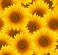 Seamless pattern flower sunflower Royalty Free Stock Photo