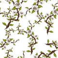 Seamless pattern of flowering branches of apple on a white background