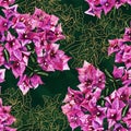 Seamless pattern with flowers of bougainvillea