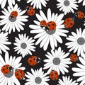 Seamless pattern with the flowers of chamomile and ladybirds. Royalty Free Stock Photo