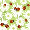 Seamless pattern with the flowers of chamomile and ladybirds. Summer vector background.