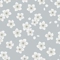 Seamless pattern with flowers of cherry. white flowers and buds on gray background. Spring floral print