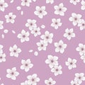 Seamless pattern with flowers of cherry. white flowers and buds on purple background. Spring floral print Royalty Free Stock Photo