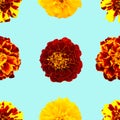 Seamless pattern of flowers. Set of colorful tagetes isolated. Colorful flowers. Yellow and orange flowers. Marigold Royalty Free Stock Photo