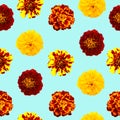 Seamless pattern of flowers. Set of colorful tagetes isolated. Colorful flowers. Yellow and orange flowers. Marigold Royalty Free Stock Photo