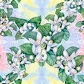 Seamless pattern. Flowers and leaves of orange tree fruit. Royalty Free Stock Photo