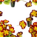 Seamless pattern.Flowers and leaves of primrose. Decorative composition on white background. Royalty Free Stock Photo
