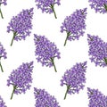 seamless pattern with flowers of lilac