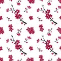 Seamless pattern with flowers of plum mei on white background.