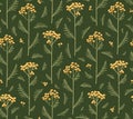 Seamless pattern with flowers of tansy. Tanacetum on a Green Background. Botanical hand drawn illustration