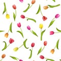 Seamless pattern with flowers on a white background. Watercolor illustration of red tulips. Royalty Free Stock Photo