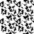 Seamless pattern of flying starlings silhouette. Vector illustration