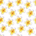 Seamless pattern Frangipani plumeria yellow flowers. Jungle tropical exotic foliage. Hand-drawn watercolor illustration Royalty Free Stock Photo