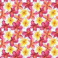 Seamless pattern Frangipani plumeria yellow pink flowers. Jungle tropical exotic foliage. Hand-drawn watercolor Royalty Free Stock Photo