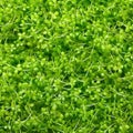 Seamless pattern with fresh and young micro greens. Microgreen sprouts endless texture.