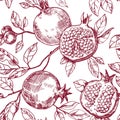 seamless pattern of fruits and pomegranate leaves, vector pattern in sketch style. hand drawing, engraving Royalty Free Stock Photo