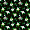 Seamless pattern with Gardenia jasminoides, cape jasmine, danh-danh.