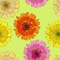 Seamless pattern with gerbers Royalty Free Stock Photo