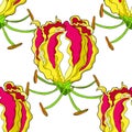 Seamless pattern Gloriosa flower Gorgeous red. vector illustrat