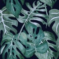 Twilight rain forest with huge monstera leaves