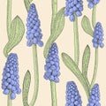 Seamless pattern with grape hyacinth,