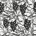 Seamless pattern with grape vine. Royalty Free Stock Photo
