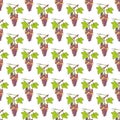 Seamless pattern with Grape, Vitis vinifera, branch