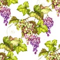 Seamless pattern with grapes. Hand draw watercolor illustration