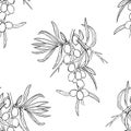 Seamless pattern of graphic black line branches of sea-buckthorn isolated on white