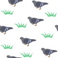 Seamless pattern gray pigeons, green grass on white background. Drawn grey rock doves repeating print, vector eps 10