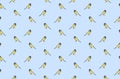 Seamless pattern with great titmouses, blue background