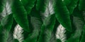 Seamless pattern, green Asplenium nidus, Birds Nest Fern and palm leaves on dark green