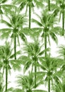 Seamless pattern green coconut tree illustration on white Royalty Free Stock Photo