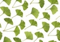 Seamless pattern green ginkgo biloba leaves isolated on white Royalty Free Stock Photo