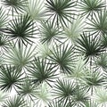 Seamless pattern green leaves of palm trees on a white background. stock illustration. popular trend drawing isolated on white bac