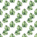 Seamless pattern with green leaves of plant monstera. Watercolor drawing of mostera leaf`s isolated on white background