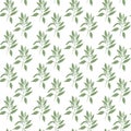 Seamless pattern green leaves of sandalwood