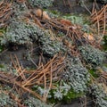 seamless pattern of Green Lichen and Moss Textures Growing on a Rock background Royalty Free Stock Photo