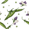 Seamless pattern with green pea pods, peas and purple flowers hand-painted in watercolor on a white background Royalty Free Stock Photo